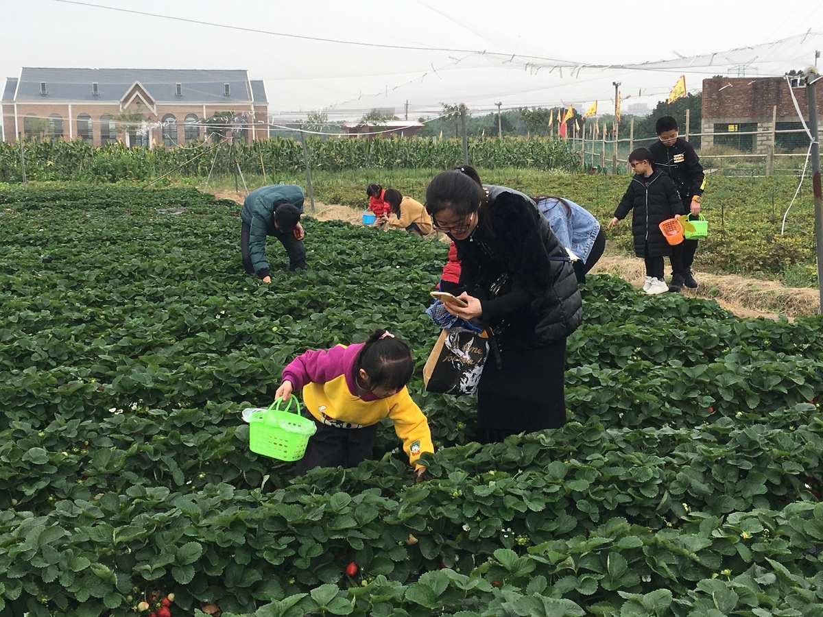 开心农场偷菜种菜_农场种菜开心偷菜视频_农场种菜偷菜游戏