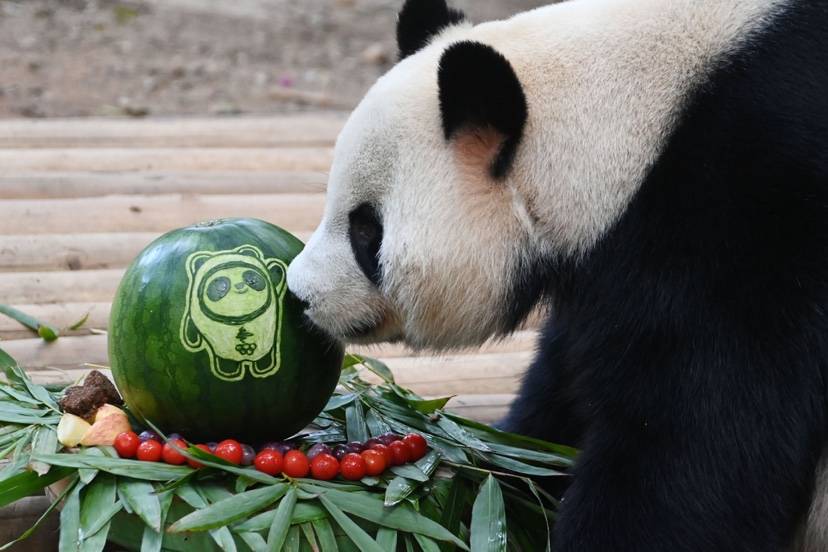 神经病熊猫表情包_天才小熊猫玩的游戏_天才小熊猫神经病游戏