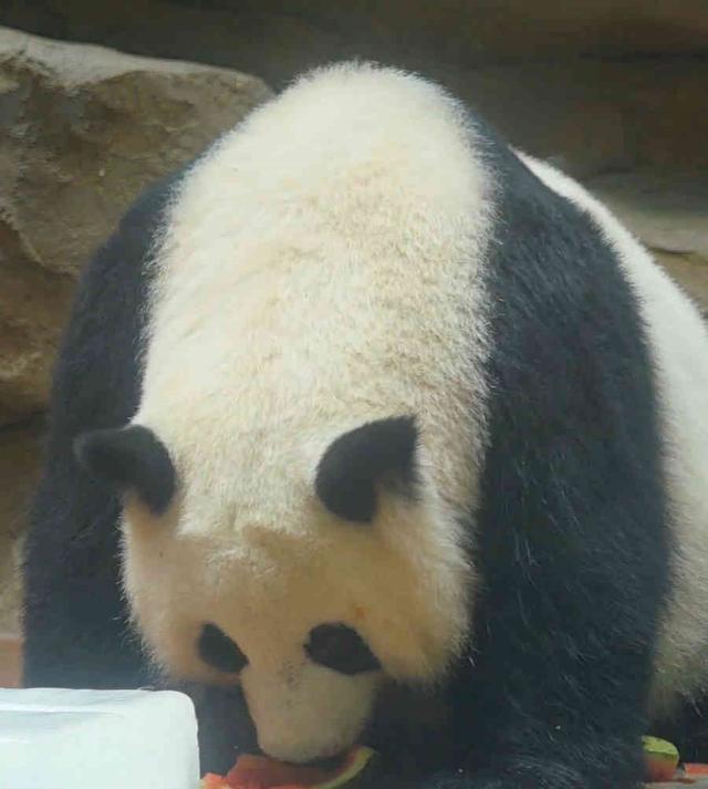 天才小熊猫神经病游戏_神经病熊猫表情包_天才小熊猫玩的游戏