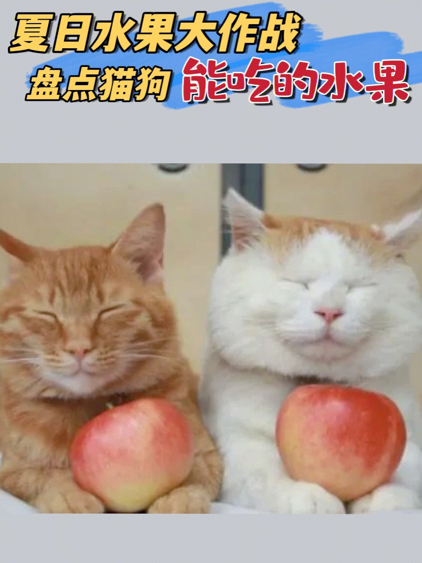 水果猫猫头gif_水果猫猫表情包_猫猫水果