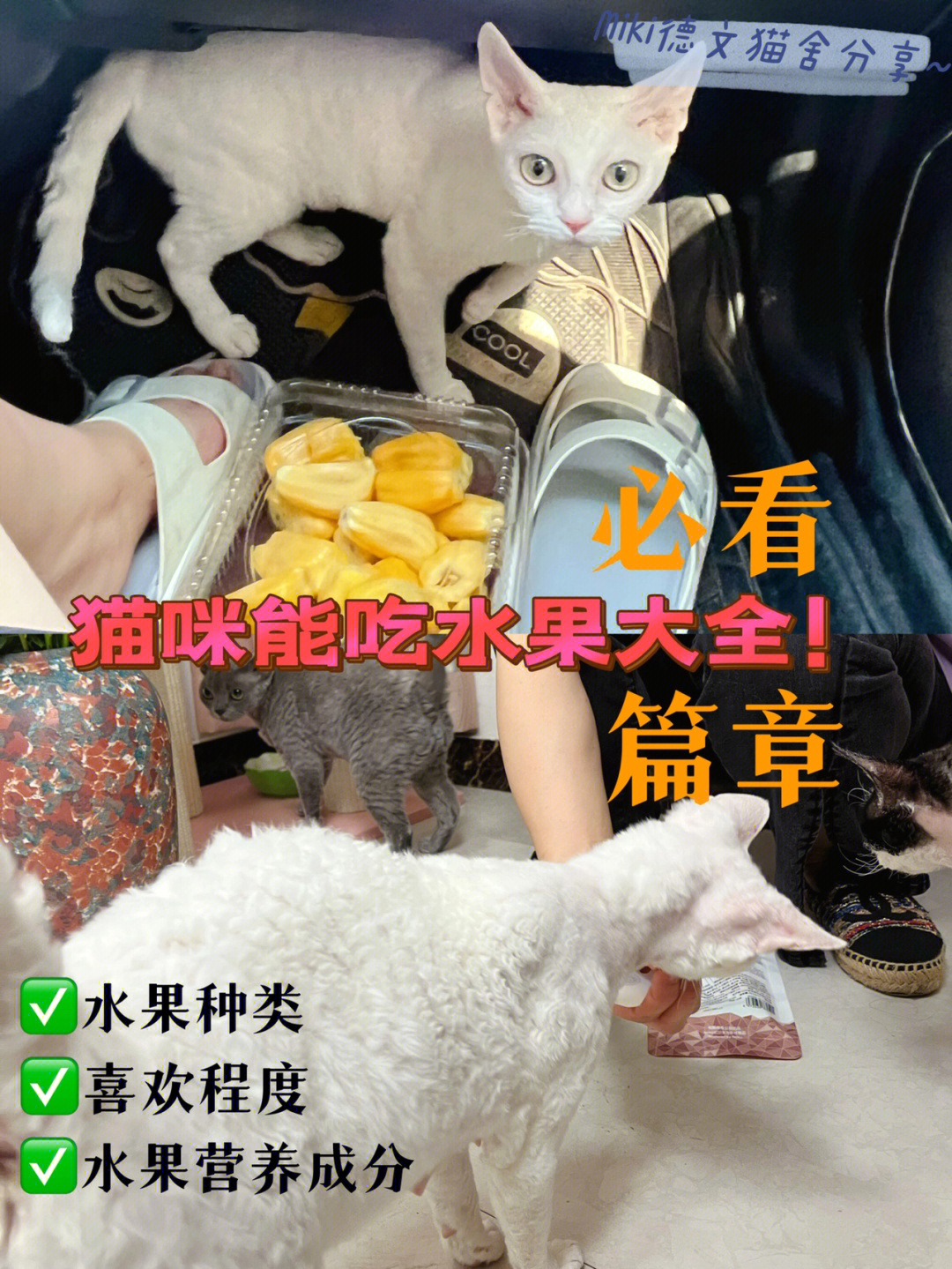 猫猫水果_水果猫猫头gif_水果猫猫表情包