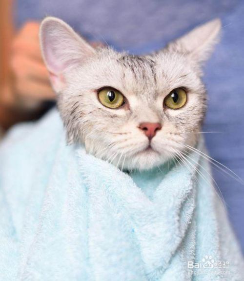 给猫洗澡是用洗头膏还是沐浴露_用什么给猫咪洗澡_猫咪洗澡要用专用沐浴露吗