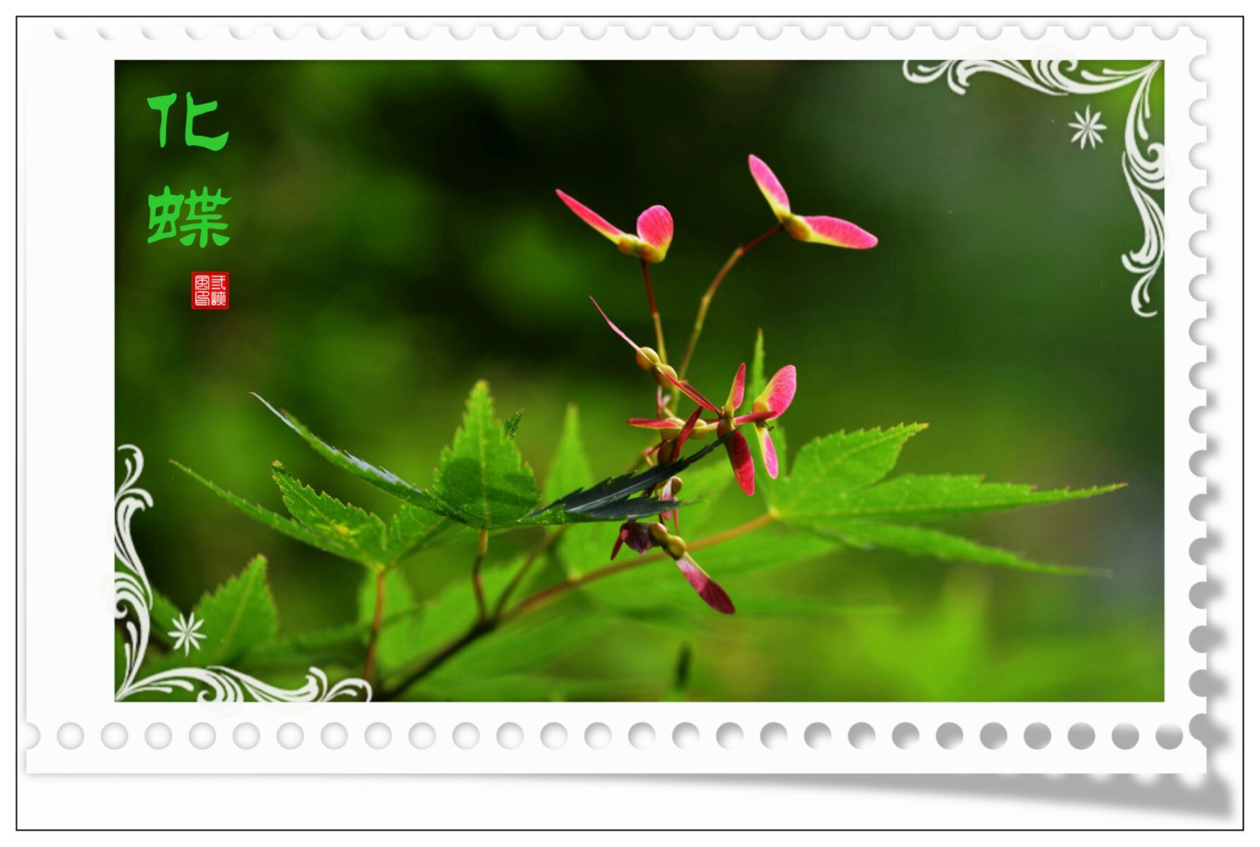 有翅膀的花仙子长什么样子_小花仙翅膀_带翅膀的花仙子动画片叫什么