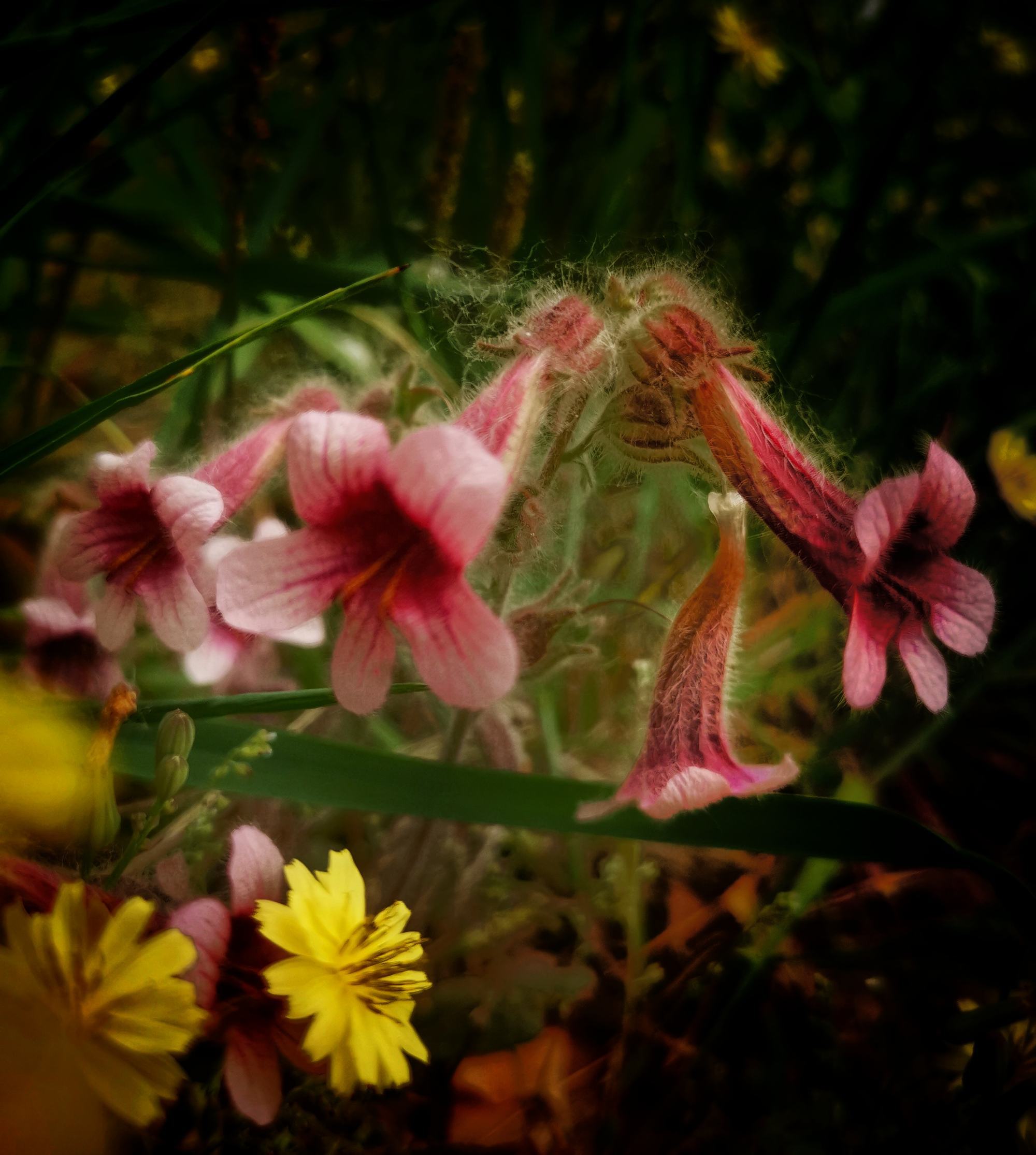 带翅膀的花仙子动画片叫什么_有翅膀的花仙子长什么样子_小花仙翅膀
