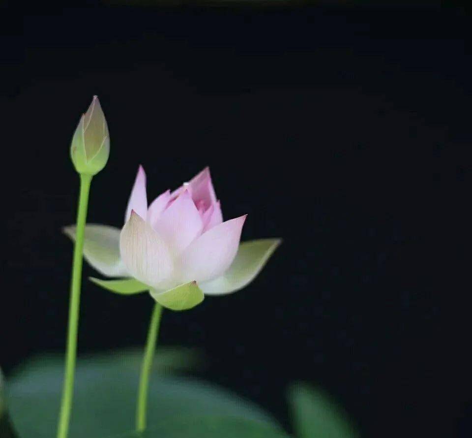 诗句洒脱超然的意思_诗句洒脱超然的句子_超然洒脱的诗句