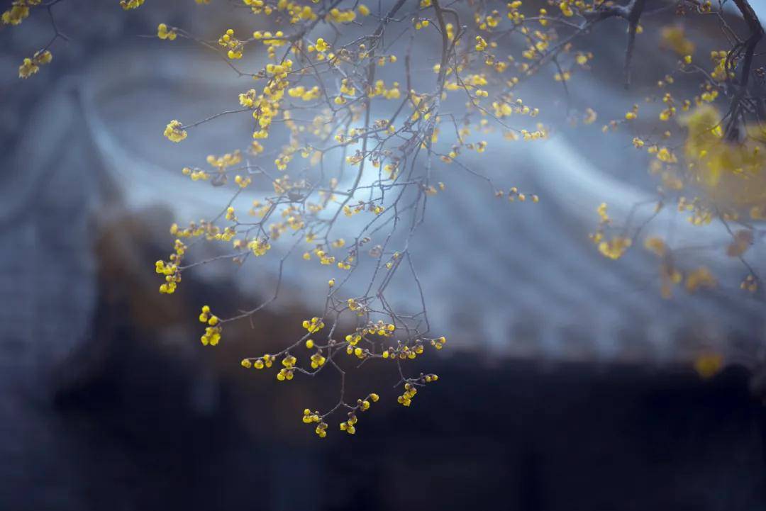 诗句洒脱超然的意思_诗句洒脱超然的句子_超然洒脱的诗句