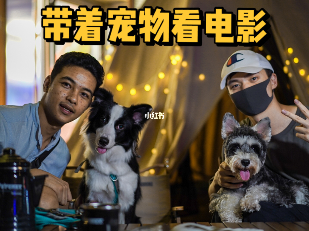 创意命名游戏宠物，轻松有趣！