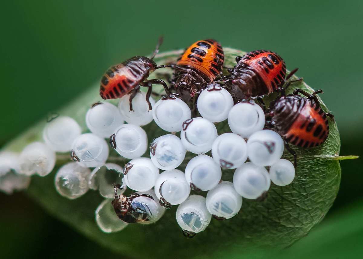 昆虫类游戏视频_昆虫类游戏大作_昆虫类游戏