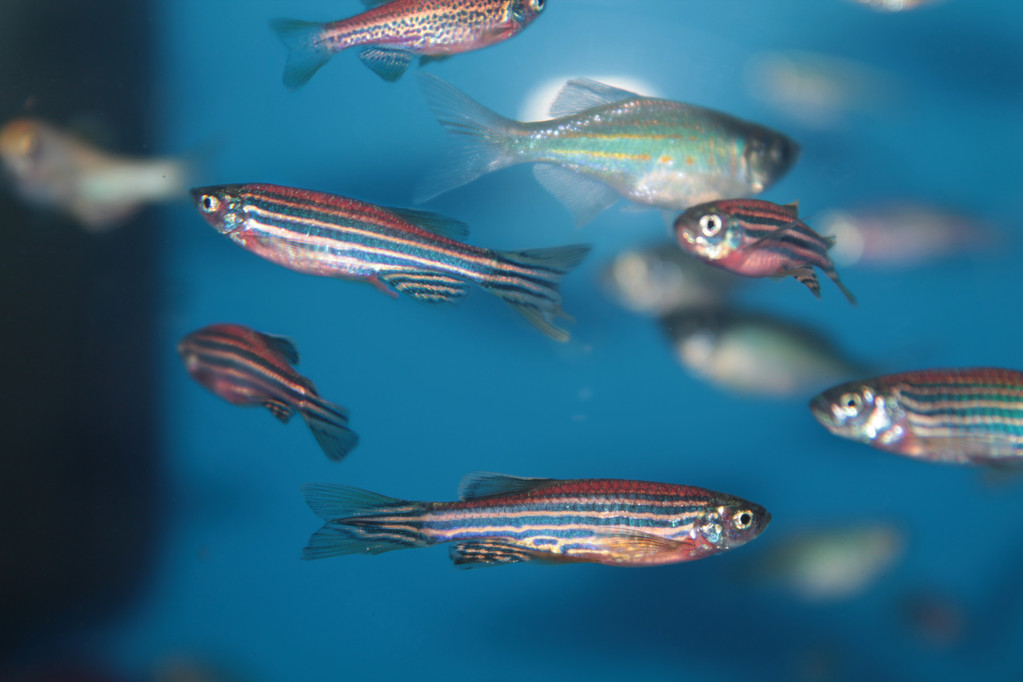 养鱼游戏app叫什么英文名_养鱼游戏水族箱_养鱼游戏 app