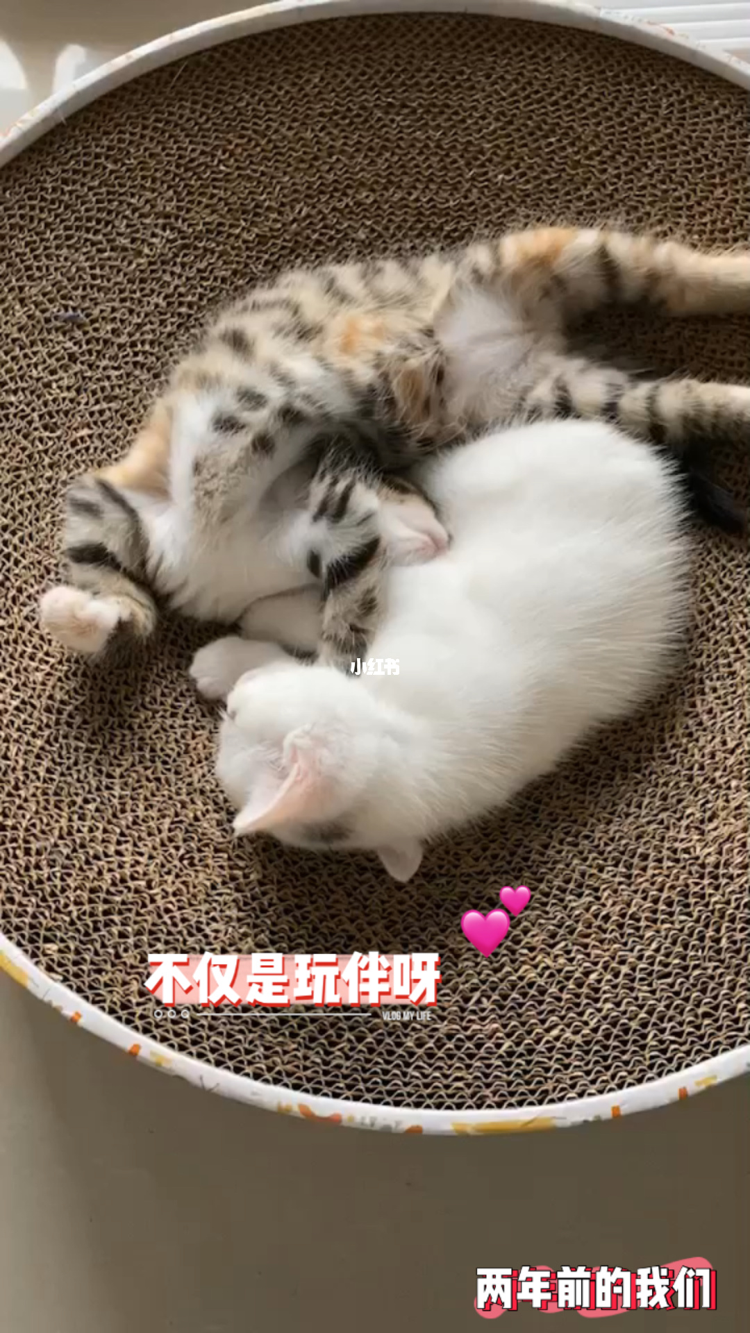 沈阳宠物猫有偿代养_沈阳58同城宠物猫_58同城沈阳宠物猫借配