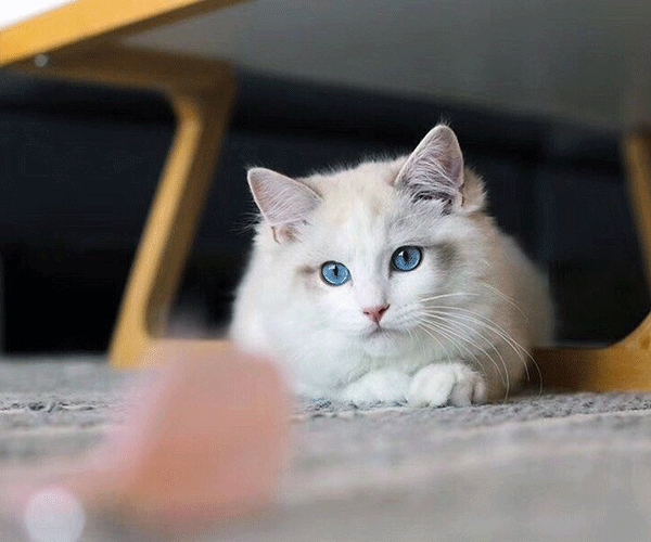 58同城沈阳宠物猫借配_沈阳58同城宠物猫_沈阳宠物猫有偿代养