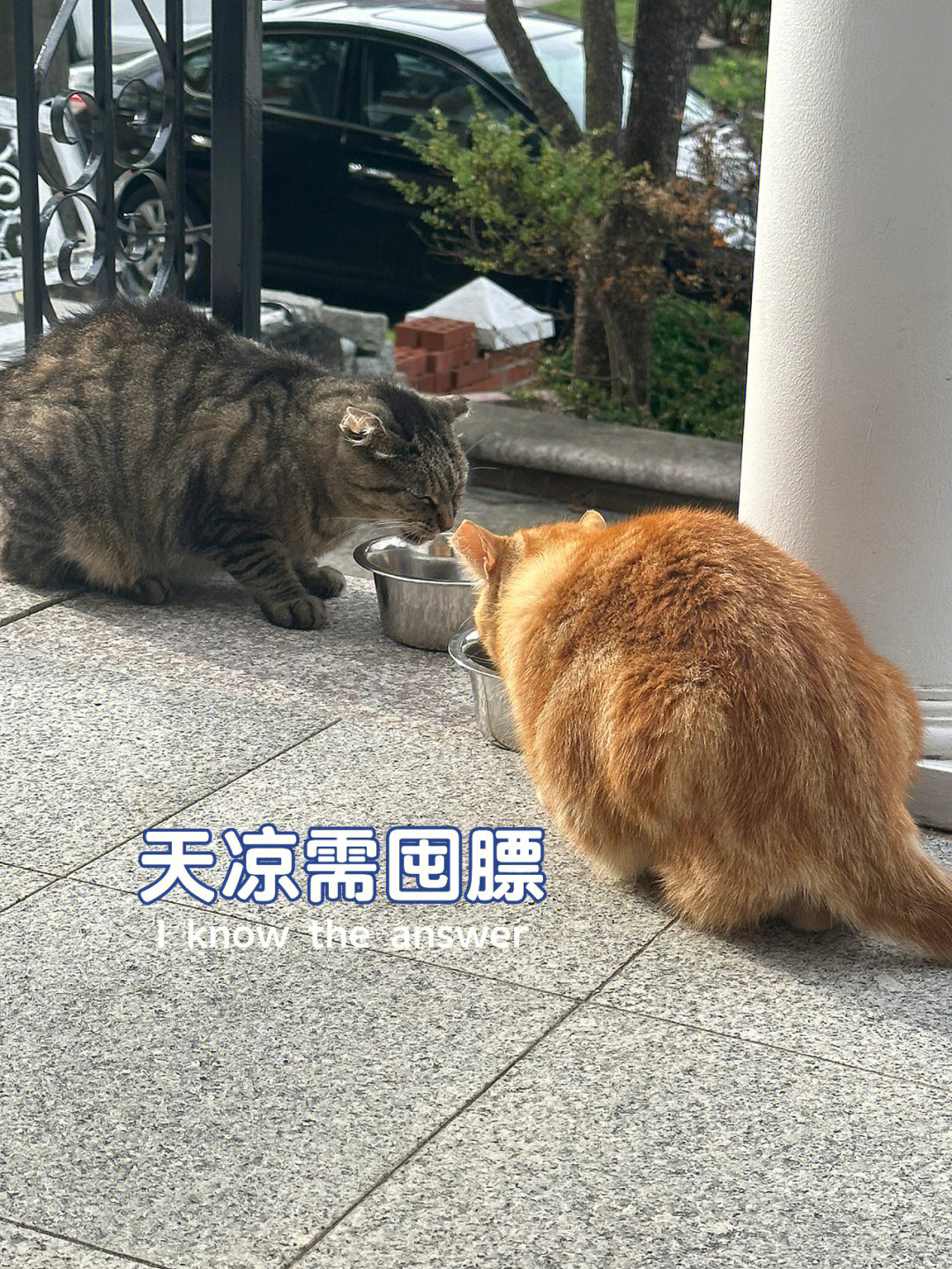 天天酷跑宠物哪个好_酷跑宠物合成配方图_宠物店跑酷