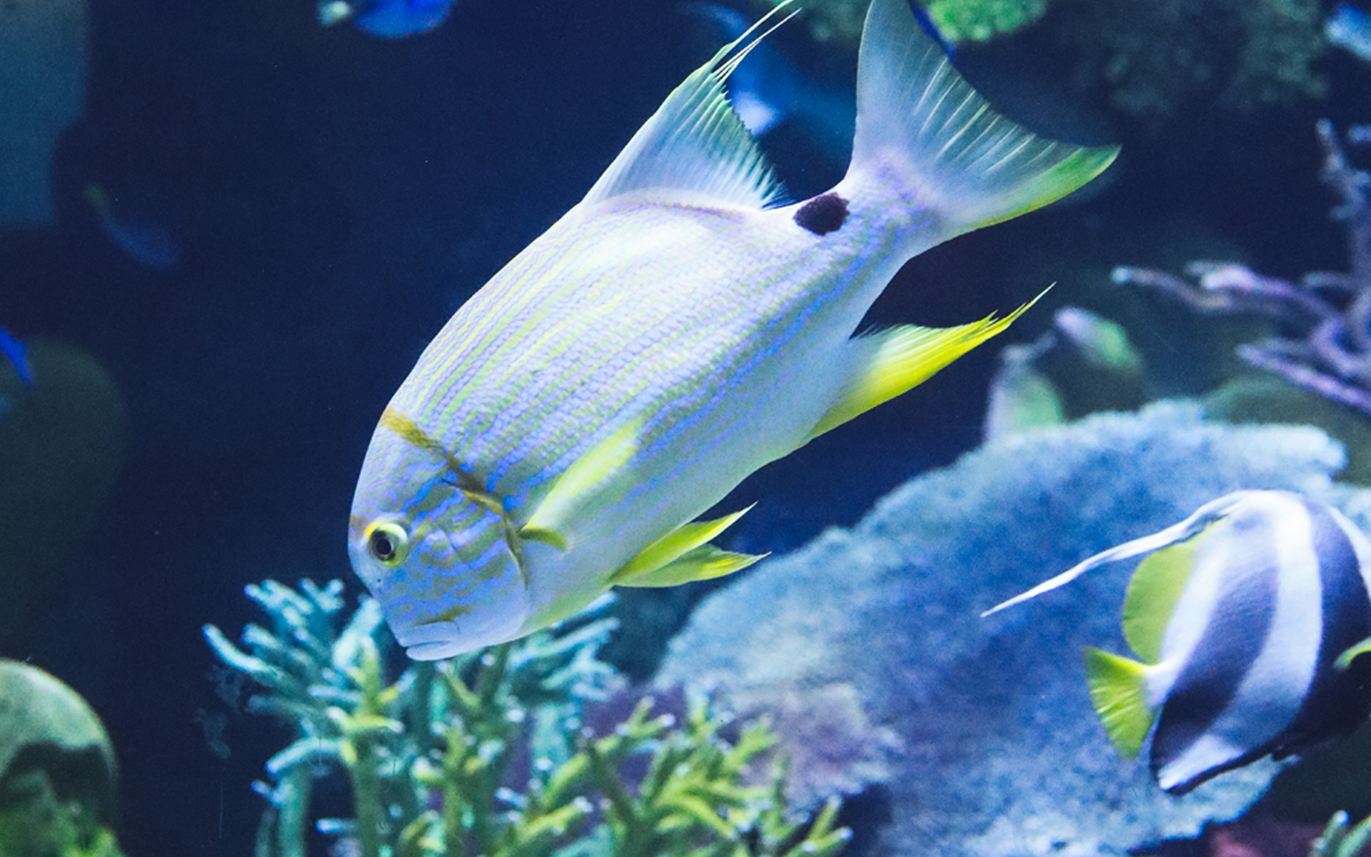 海洋水族箱游戏_海洋水族馆游戏_海水族馆下载