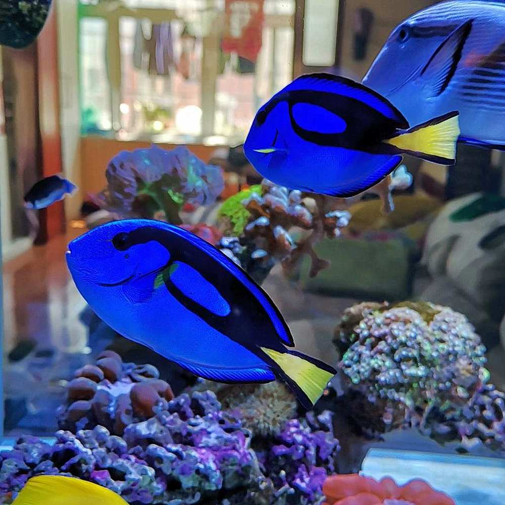 海水族馆下载_海洋水族馆游戏_海洋水族箱游戏