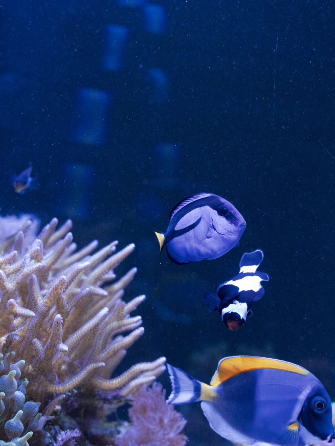 海洋水族箱游戏_海洋水族馆游戏_海水族馆下载