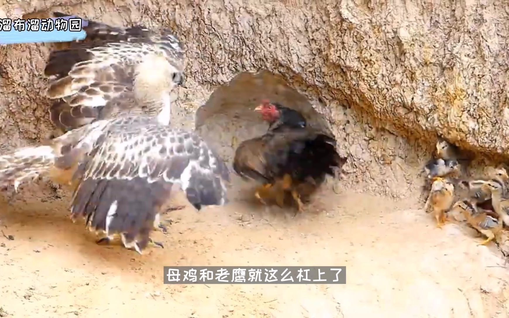 老鹰抓小鸡游戏作文450_小鸡抓老鹰的作文_老鹰捉小鸡游戏作文450