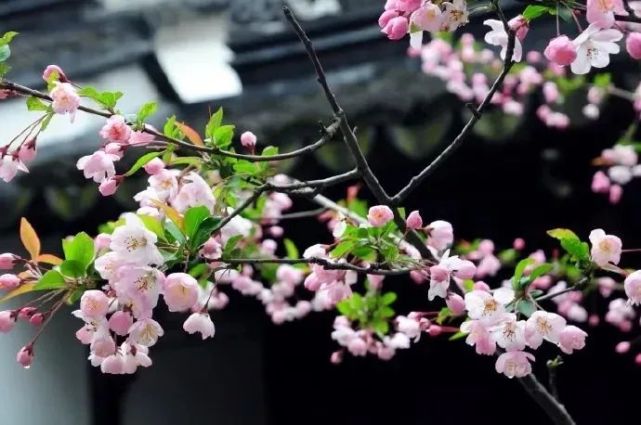 新还珠格格之小燕子是公主殿下_新还珠之紫薇是公主_还珠格格之小燕子是楚国公主