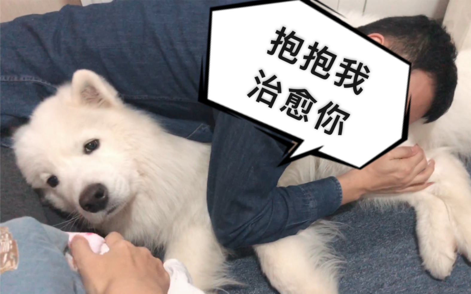 宠物狗游戏破解版大全_宠物狗游戏大全_我的宠物狗游戏