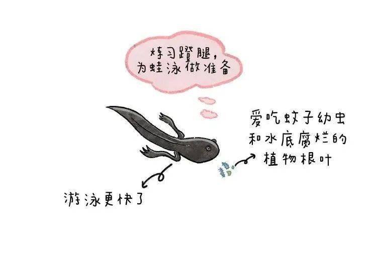 大班表演活动小蝌蚪找妈妈_大班表演游戏:小蝌蚪找妈妈_大班角色游戏小蝌蚪找妈妈