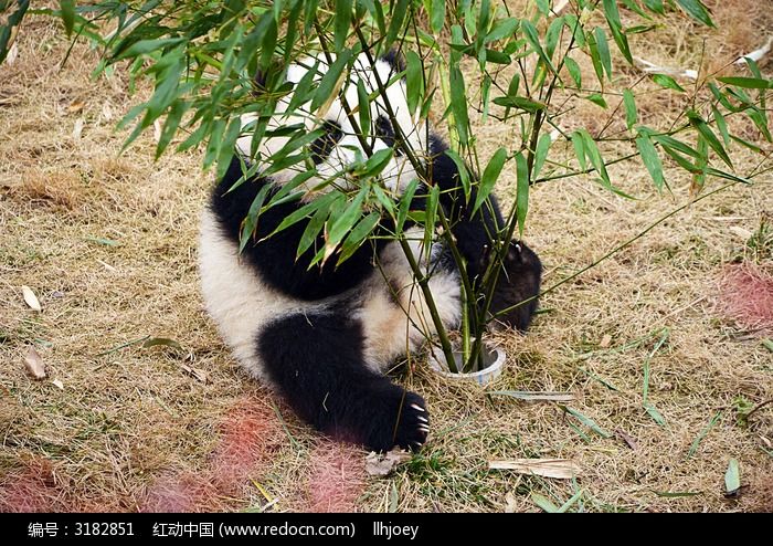 天才小熊猫长什么样_天才熊猫视频_天才小熊猫 种树