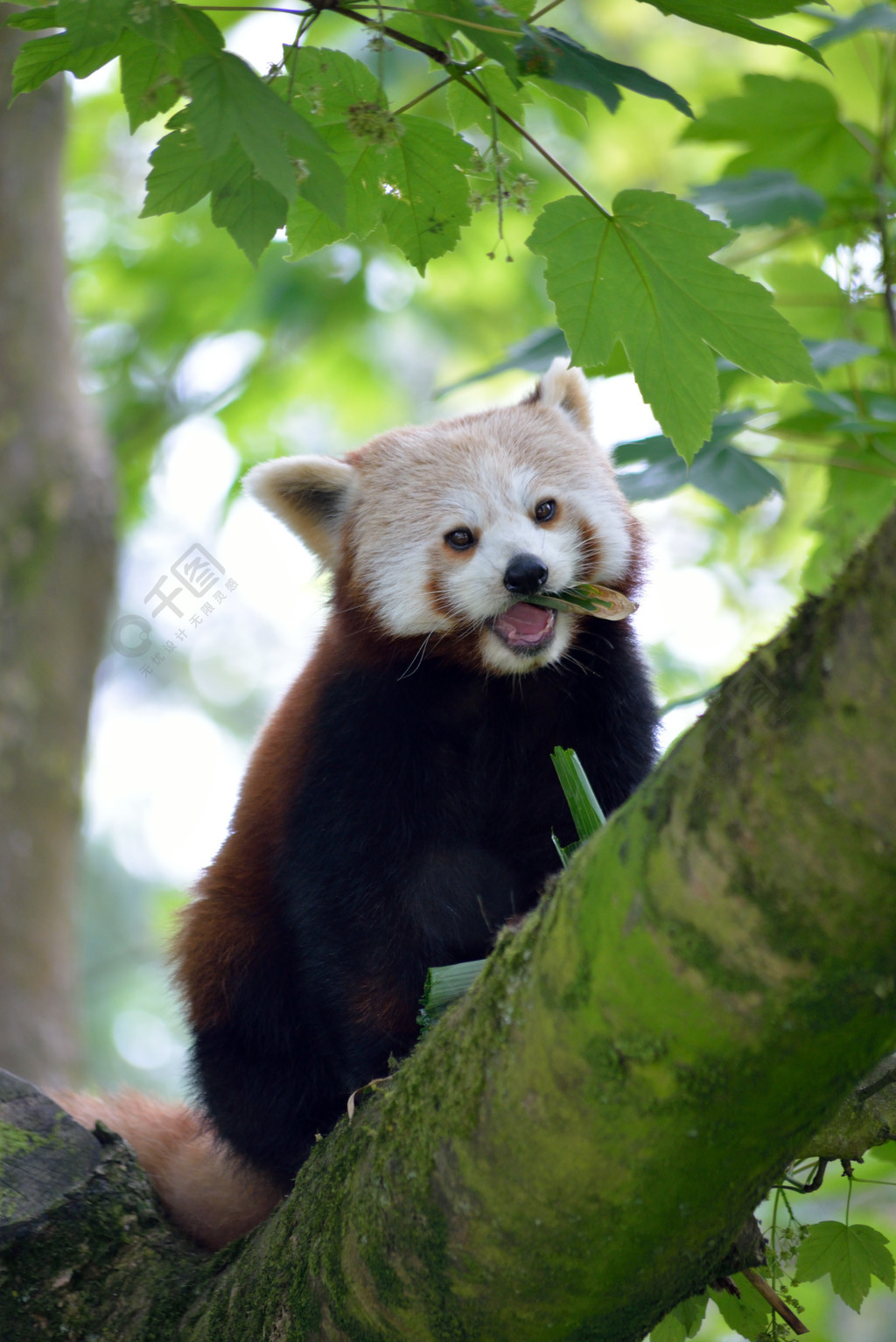 天才熊猫视频_天才小熊猫 种树_天才小熊猫长什么样