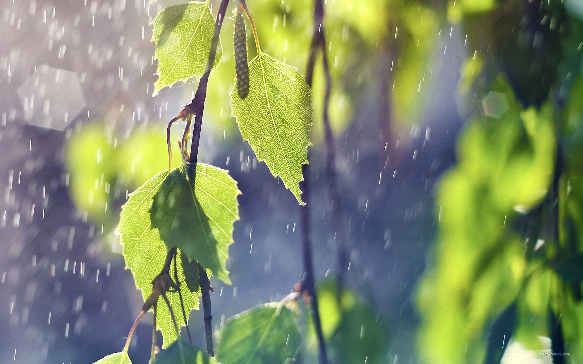 雨滴桌面秀怎么用_雨滴桌面秀怎么设置成中文_雨滴桌面教程