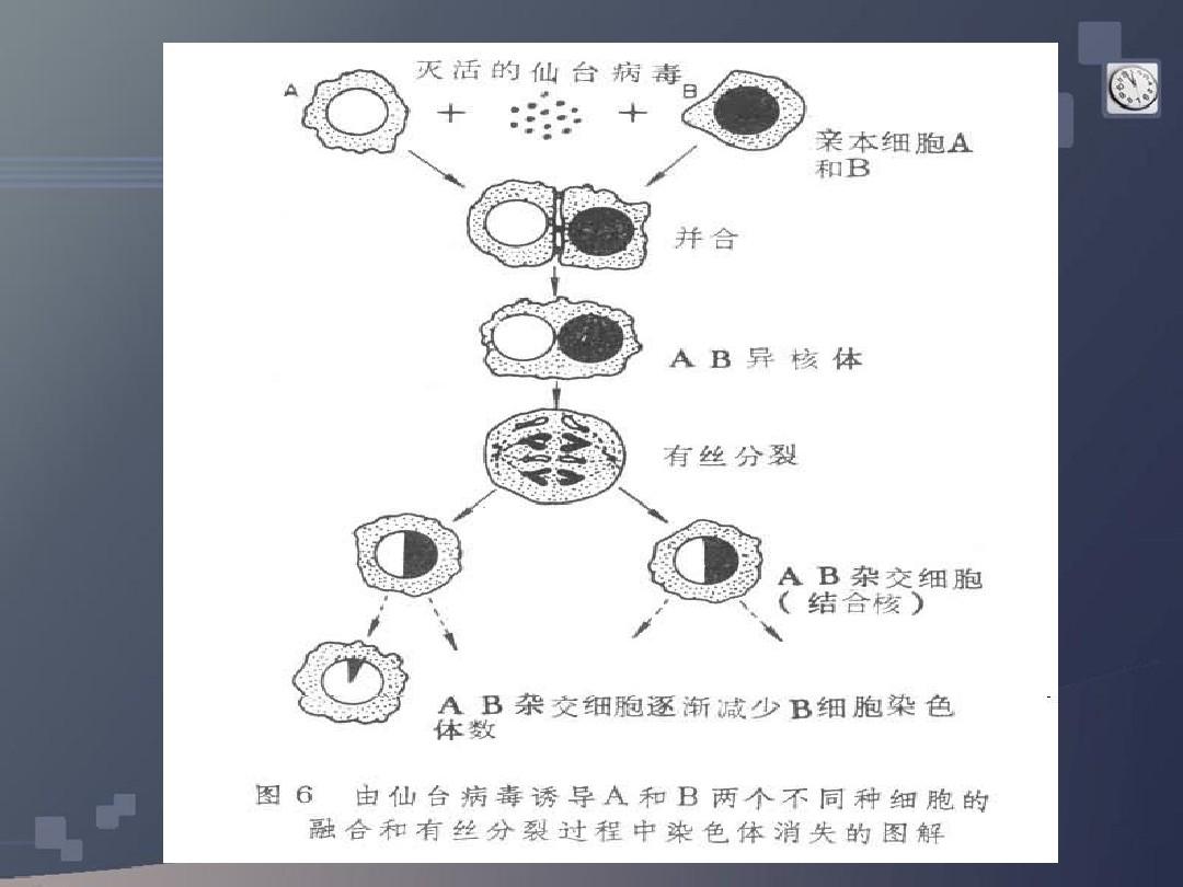 dna2 游戏_dna2_桂正和dna2