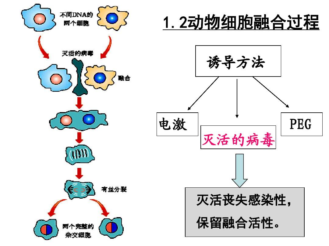 dna2_dna2 游戏_桂正和dna2