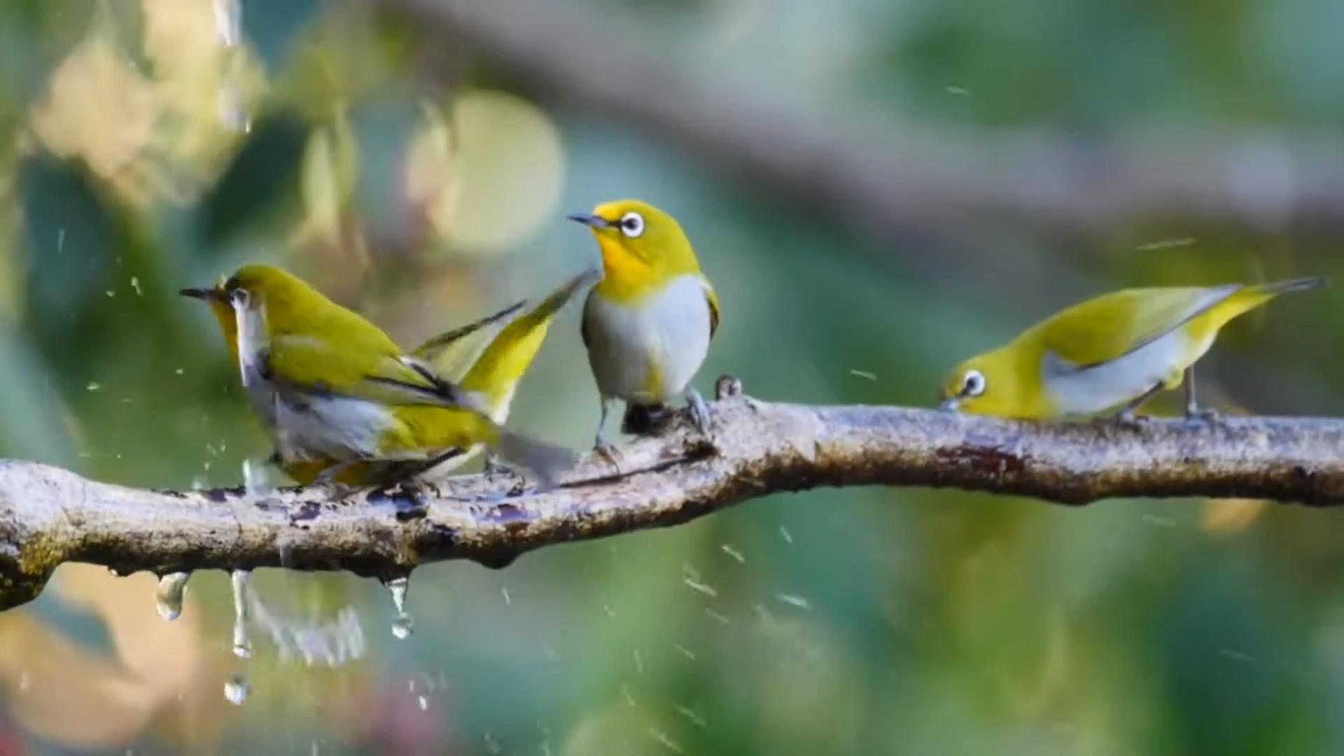 birds发音_发音的英文_发音birthday