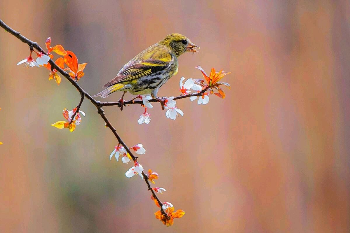 birds发音_发音的英文_发音birthday