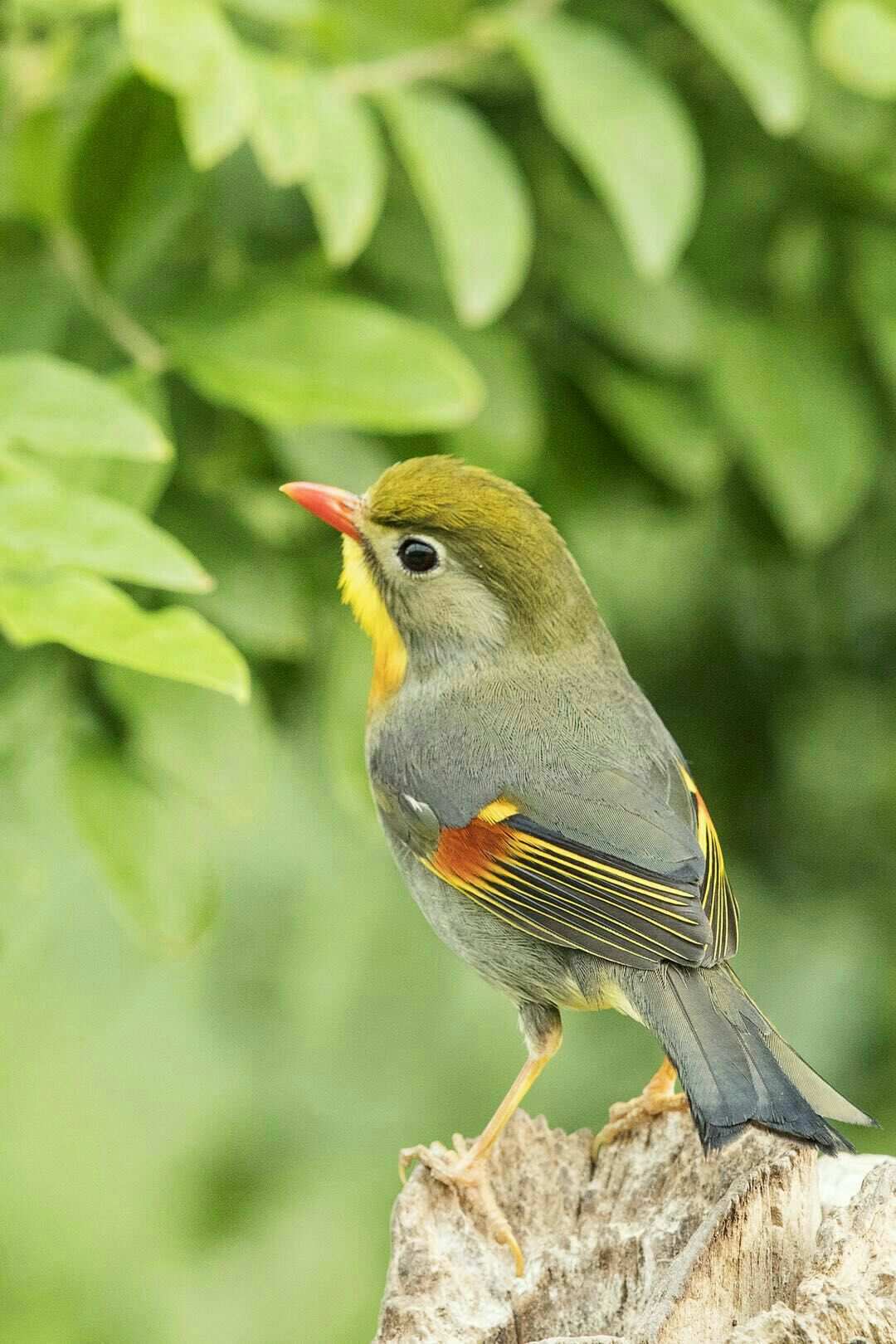 birds发音_发音birthday_发音的英文