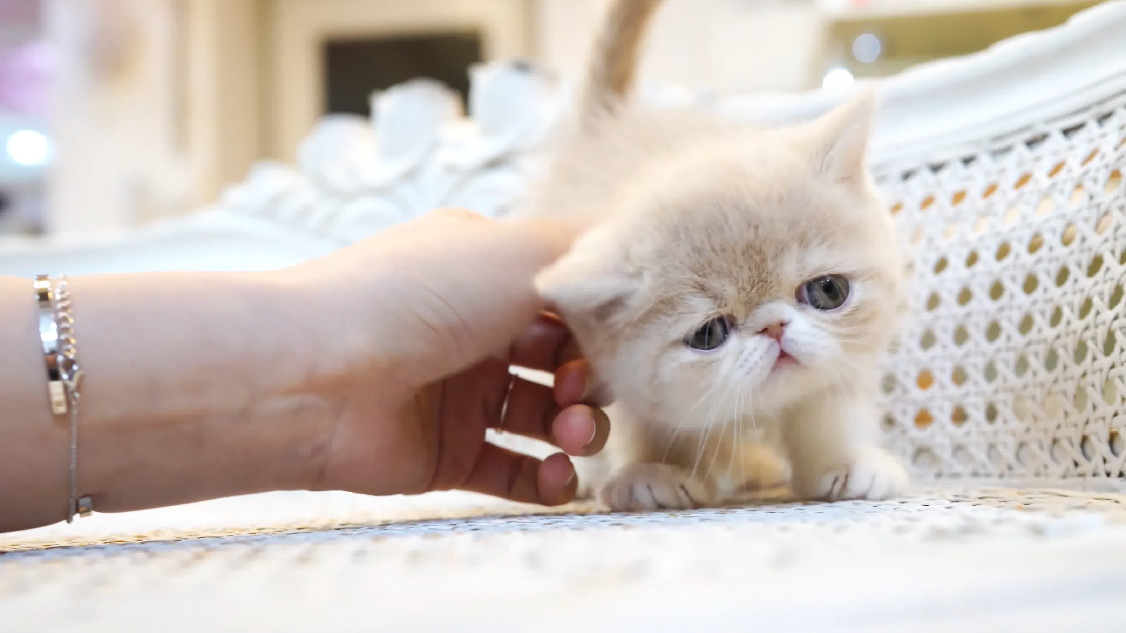 曲博曲星_星猫历险记星猫黑化文_文曲星 养猫 游戏