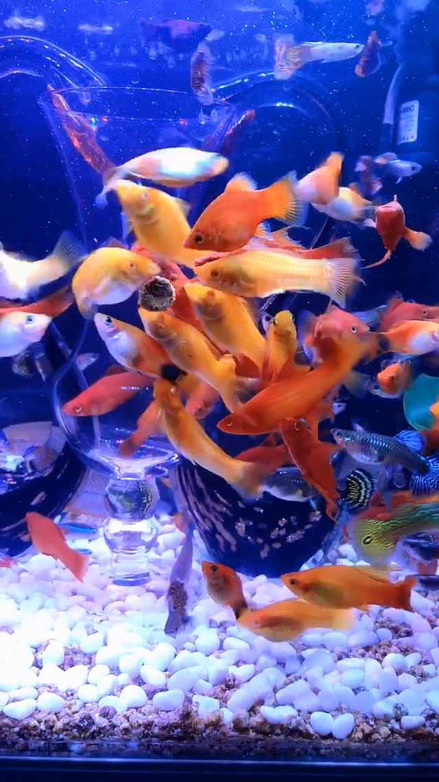 养鱼游戏中文版_养鱼游戏水族箱_养鱼场游戏