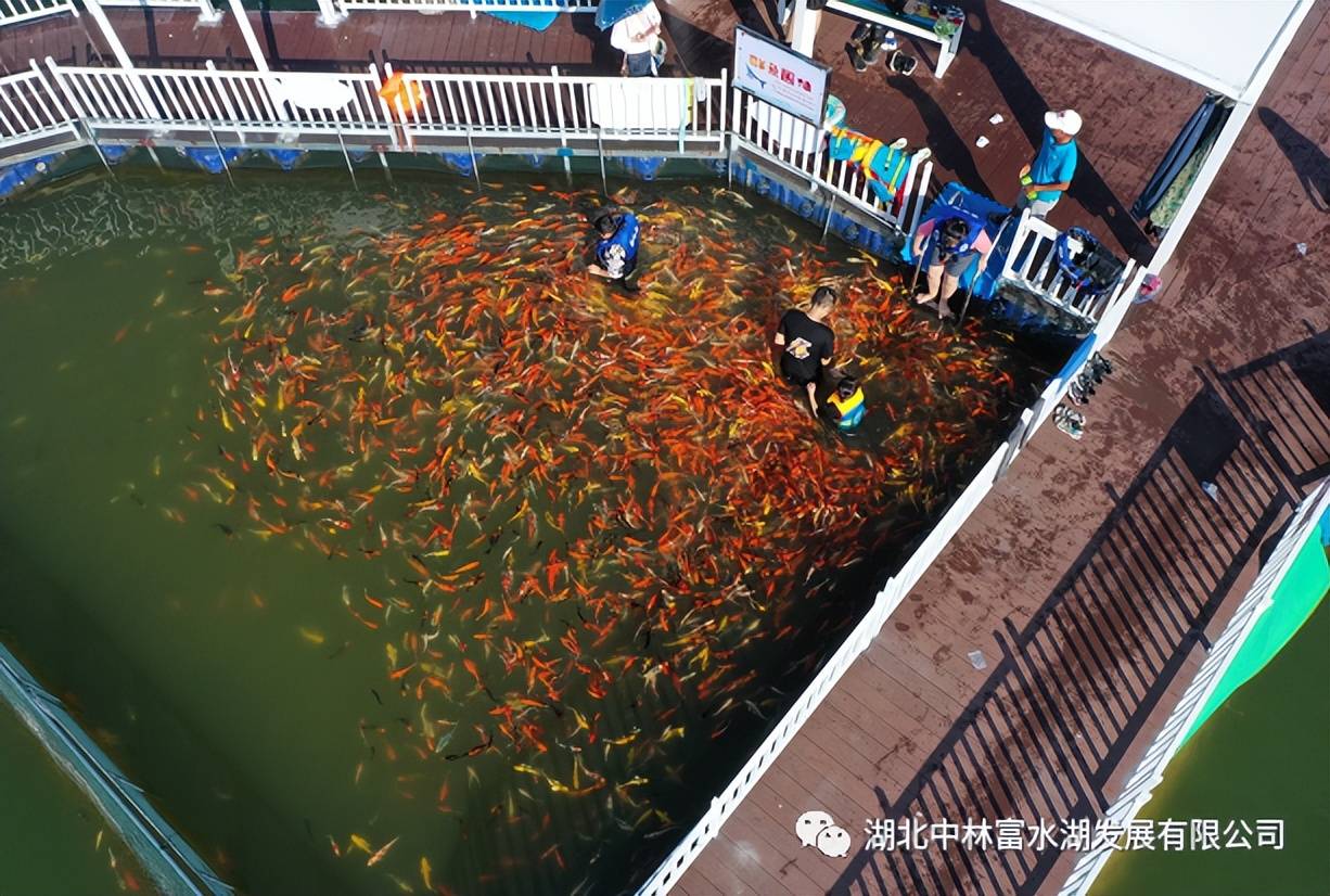 养鱼场游戏_养鱼游戏中文版_养鱼游戏水族箱