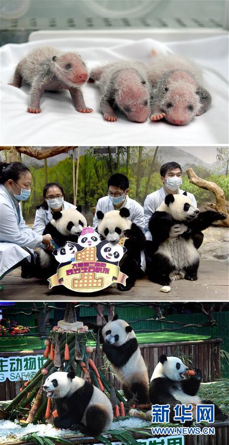 小熊猫多少钱_熊猫小q_熊猫小让