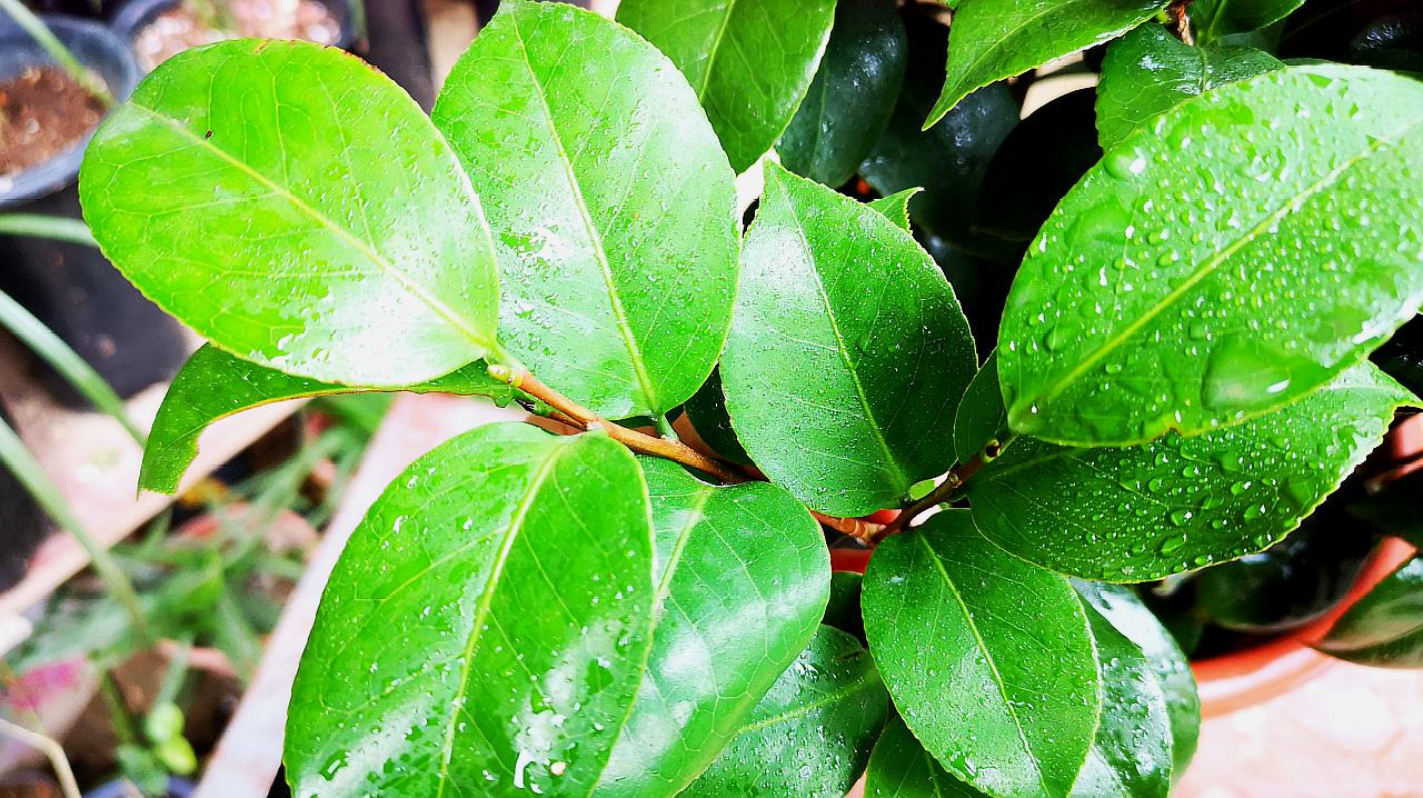 植物保卫战修改叶子_植物保卫战刷无限叶子教程_植物保卫战吧