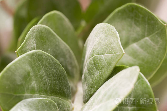 植物保卫战刷无限叶子教程_植物保卫战吧_植物保卫战修改叶子