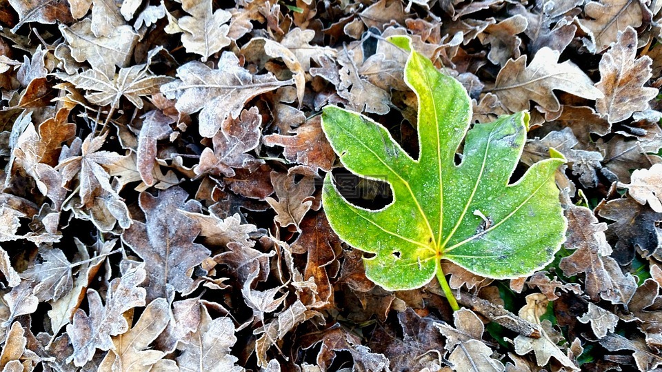 植物保卫战修改叶子_植物保卫战吧_植物保卫战刷无限叶子教程