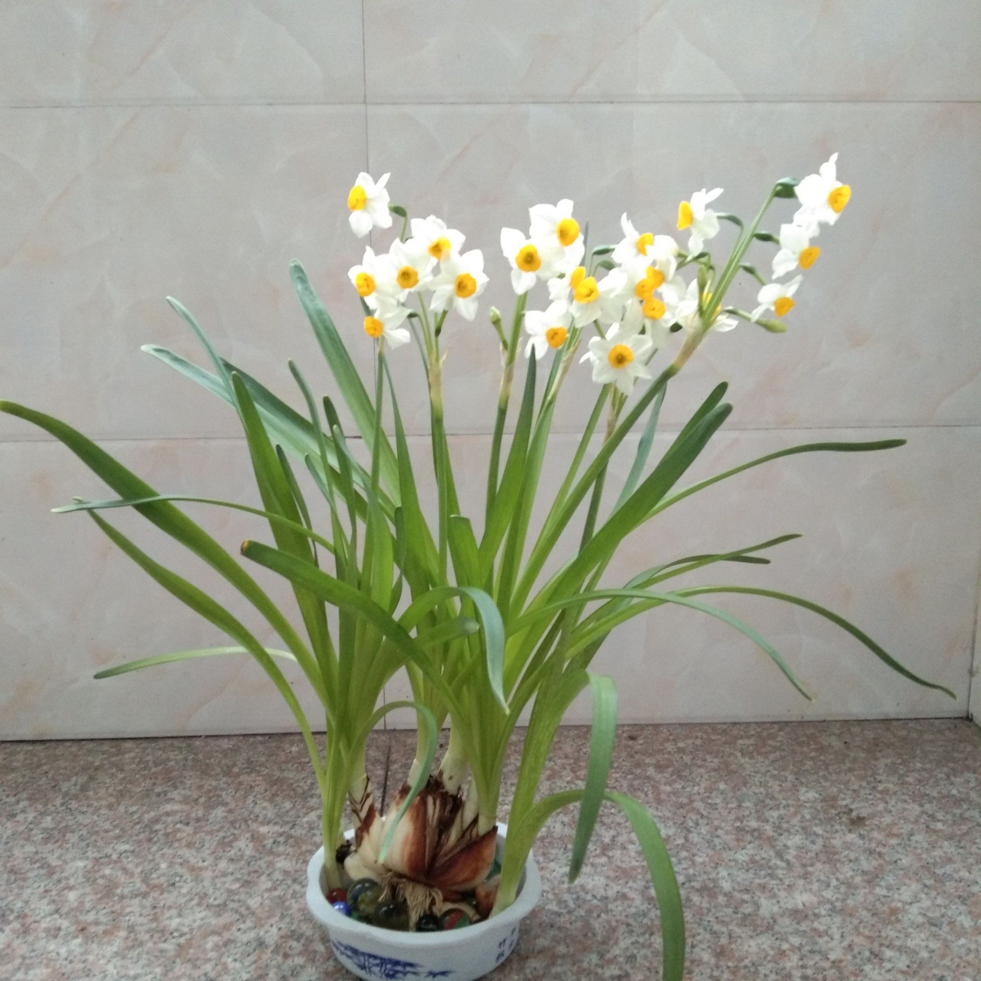 水仙花盆_水仙茶属于什么茶_水仙