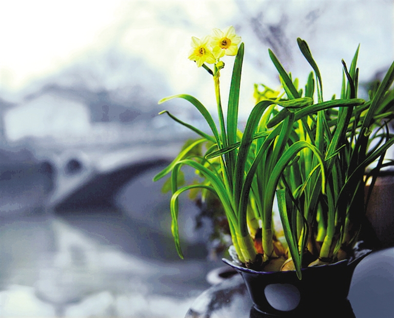 水仙_水仙花盆_水仙茶属于什么茶