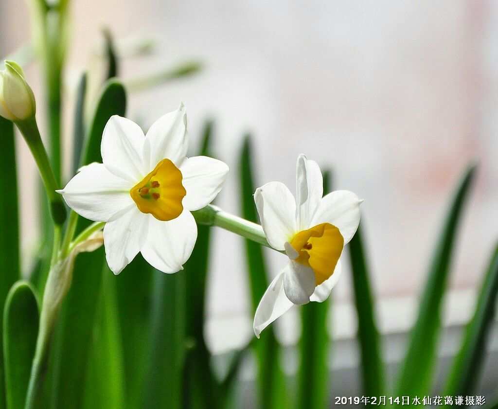 水仙_水仙茶属于什么茶_水仙花盆