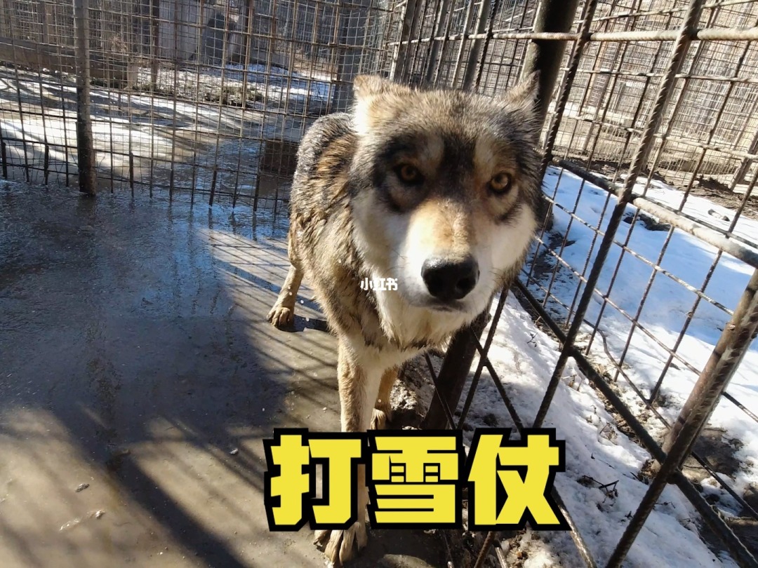 调皮狼模仿大赛