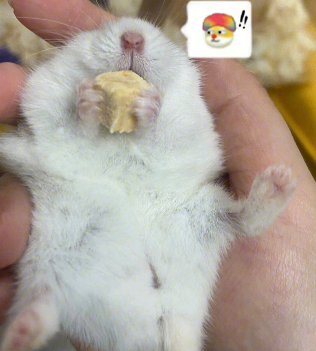 免费领养仓鼠_仓鼠免费领养宠物的网站_仓鼠免费领养怎么发朋友圈