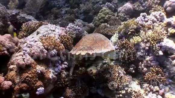 小海龟冒险游戏_小海龟冒险_海龟冒险游戏