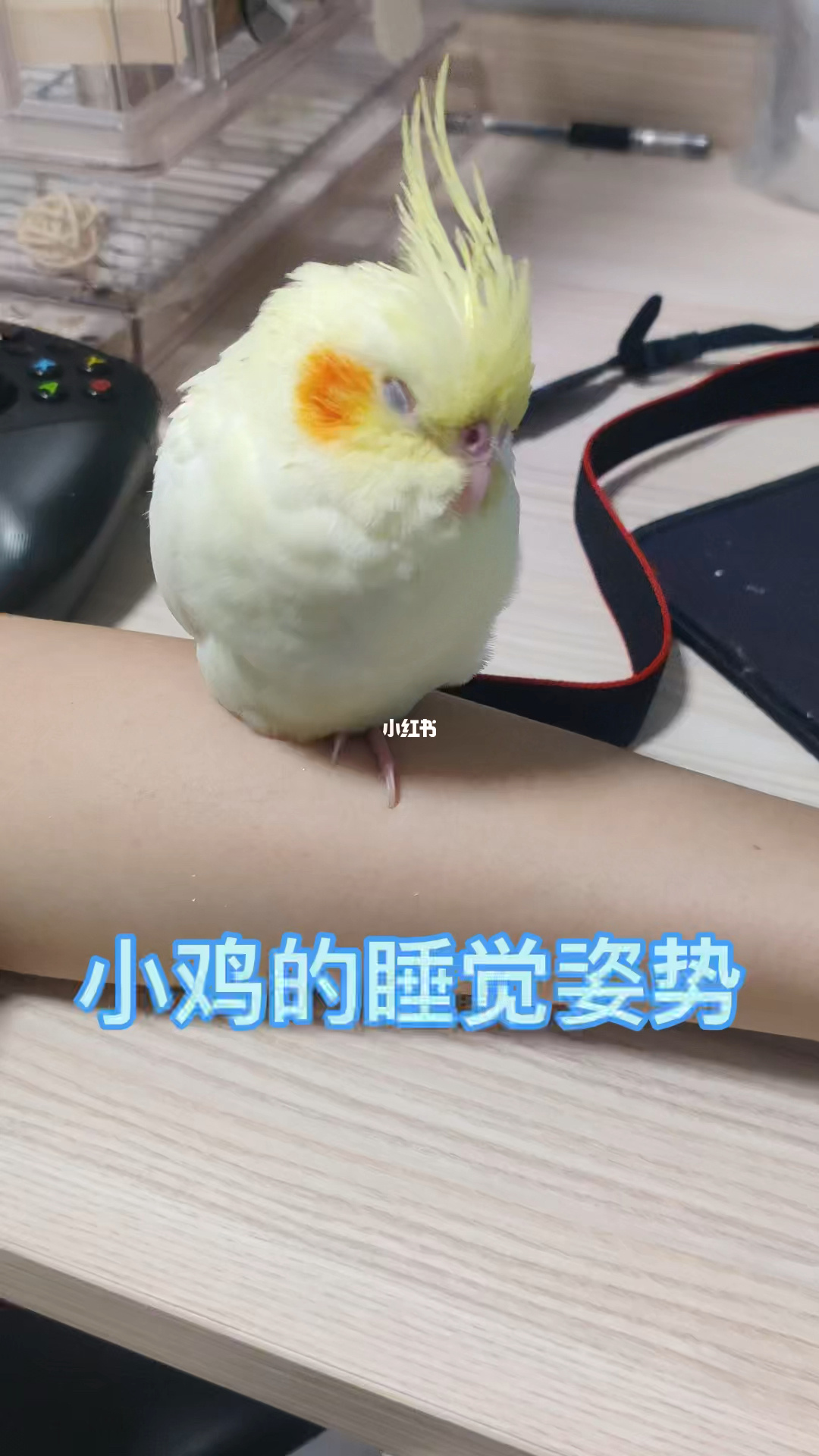 小鸡睡觉时唧唧叫_小鸡睡觉姿势像死了一样_小鸡怎么睡觉
