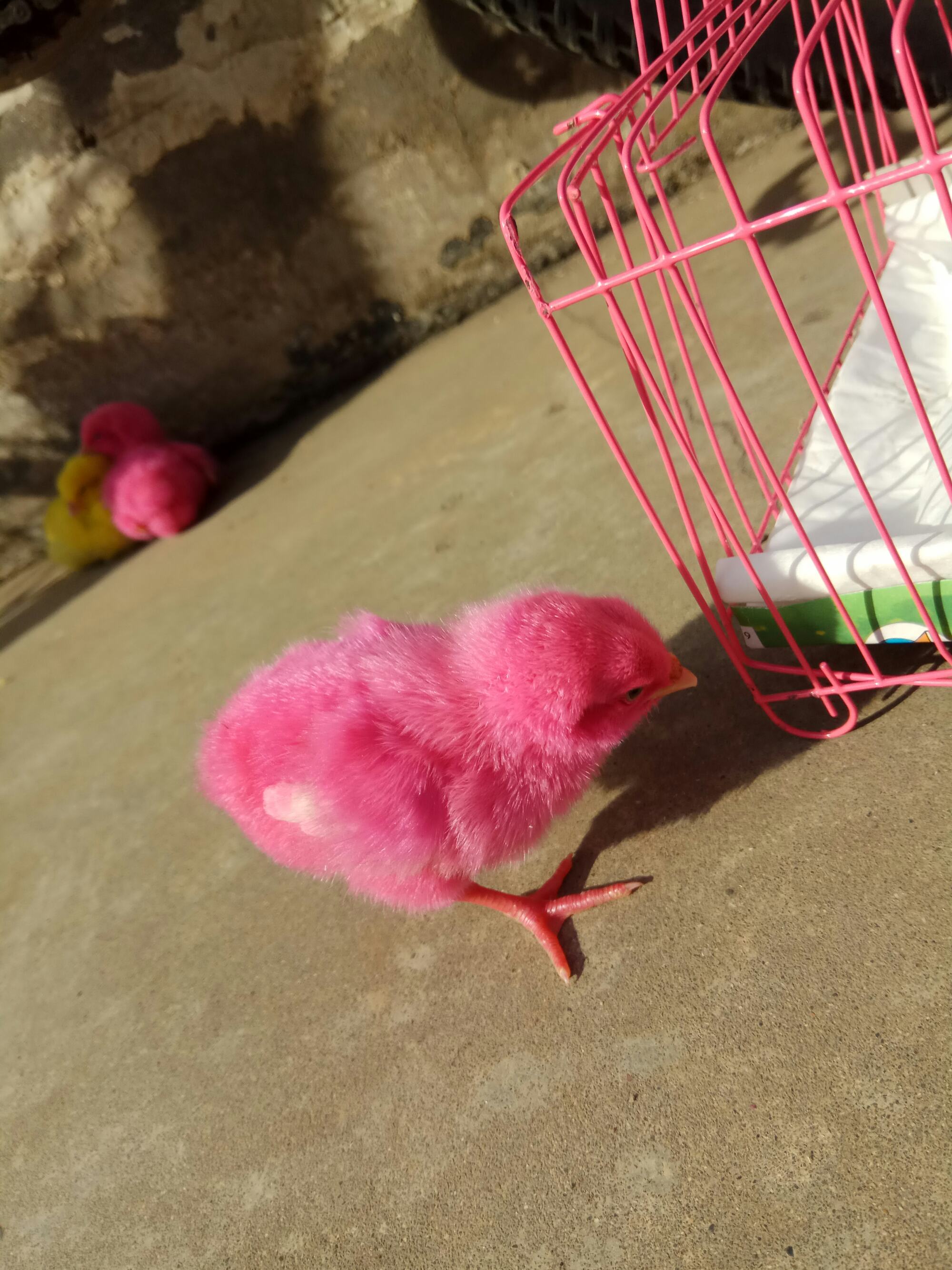 小鸡睡觉姿势像死了一样_小鸡睡觉时唧唧叫_小鸡怎么睡觉