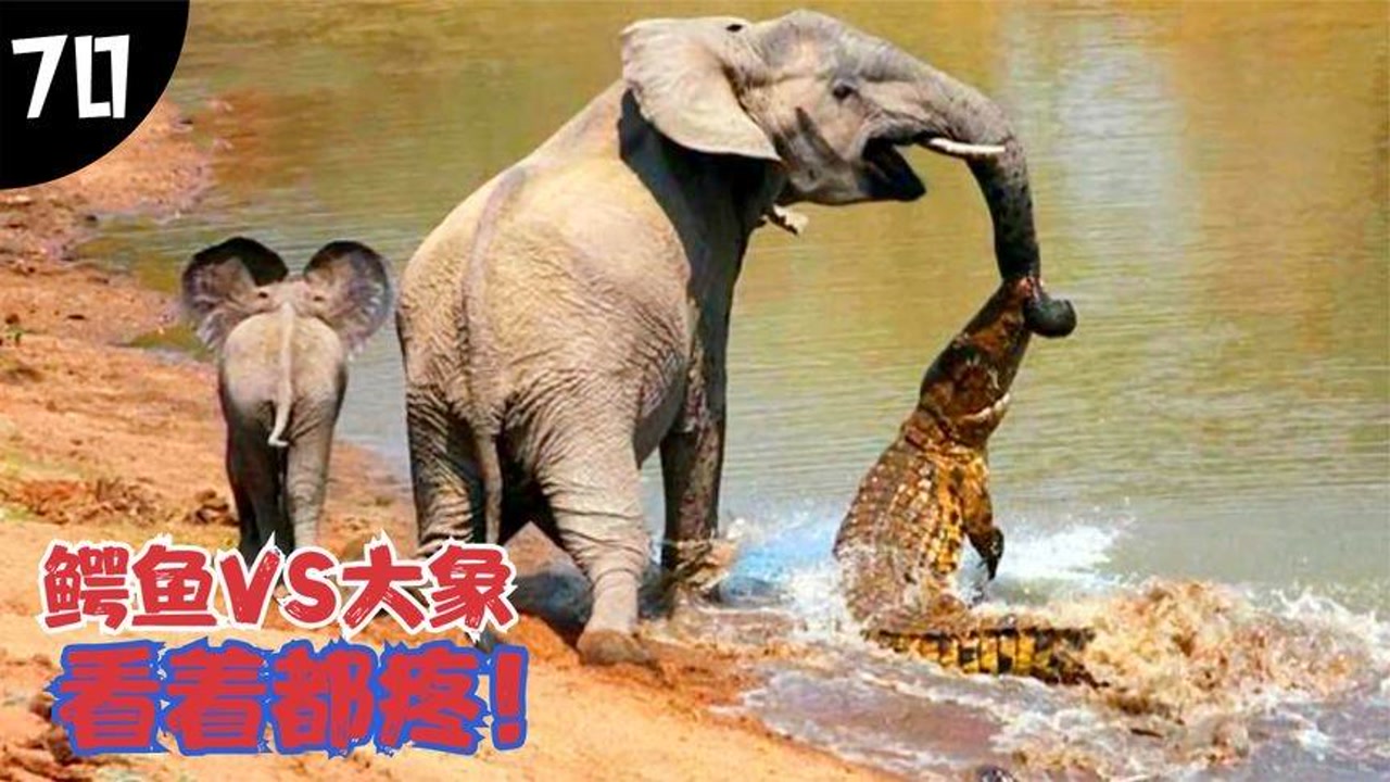 鳄鱼小顽皮爱洗澡官方中文版_鳄鱼小顽皮爱洗澡中文_鳄鱼小顽皮爱洗澡中文版