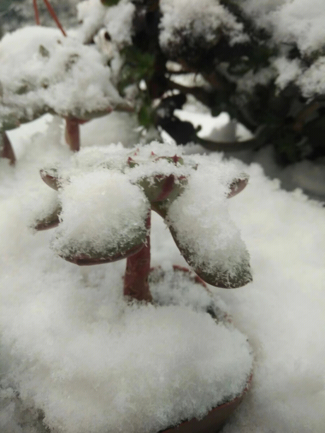 下雪的视频_视频下雪了_视频下雪特效app
