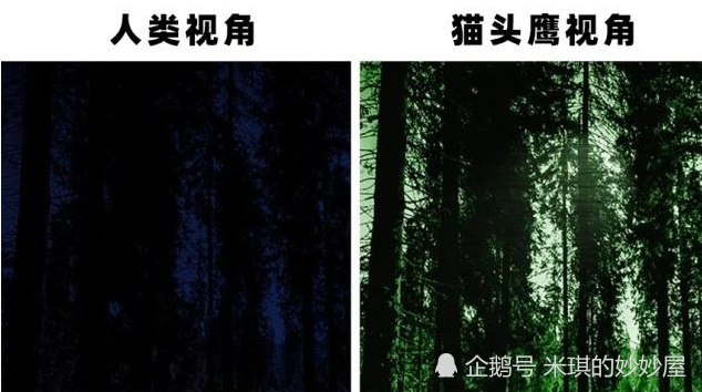 微光夜视夜视眼镜_我的世界夜视药水怎么做_夜视药水