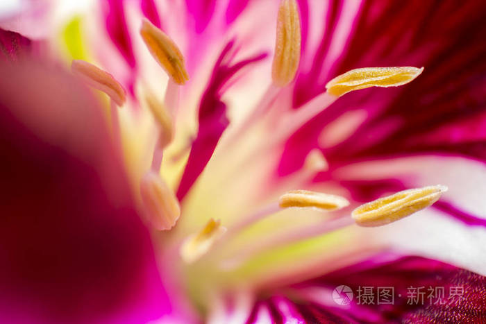 想要花的句子_花再美也不想要_想要花花